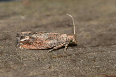 Epiblema abruptana