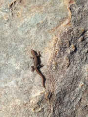 Lygodactylus ocellatus