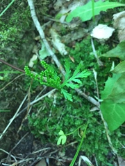 Botrychium lanceolatum image