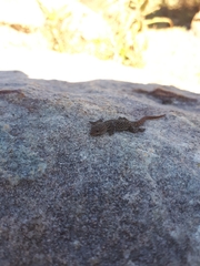 Lygodactylus ocellatus