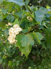Crataegus phaenopyrum