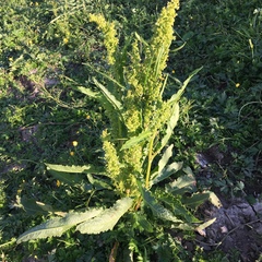 Rumex confertus