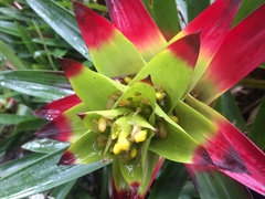 Guzmania