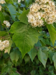 Crataegus phaenopyrum