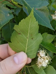 Crataegus phaenopyrum