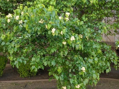 Crataegus phaenopyrum