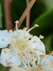 Crataegus phaenopyrum