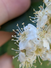 Crataegus phaenopyrum