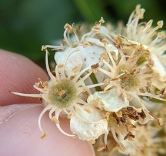 Crataegus phaenopyrum