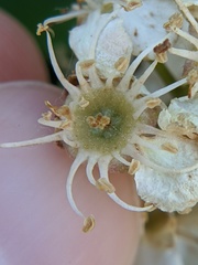 Crataegus phaenopyrum