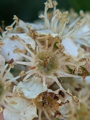 Crataegus phaenopyrum