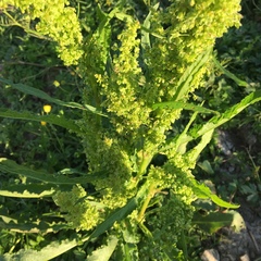 Rumex confertus
