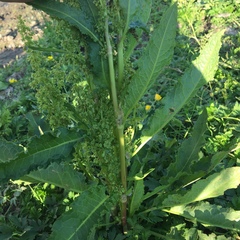 Rumex confertus