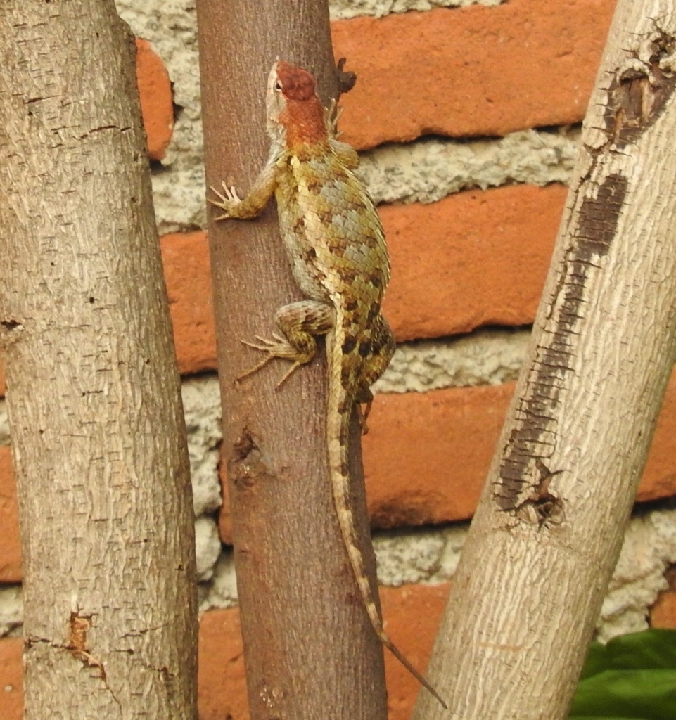 Horrible Spiny Lizard