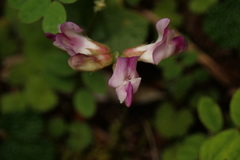 Astragalus nokoensis