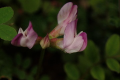 Astragalus nokoensis