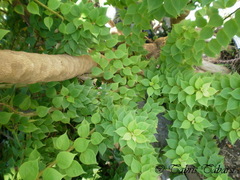 Bougainvillea