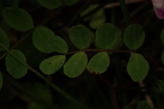 Astragalus nokoensis