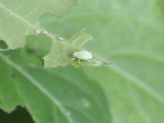 Myllocerina