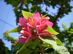 Bougainvillea