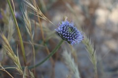 Jasione maritima