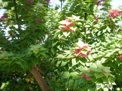 Bougainvillea