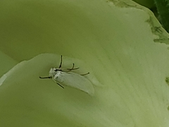 Tegeticula yuccasella