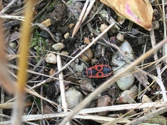 Pyrrhocoris apterus
