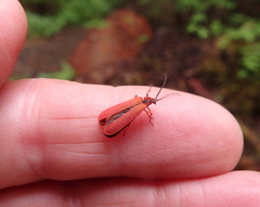 Dictyoptera simplicipes