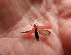 Dictyoptera simplicipes