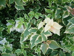Bougainvillea