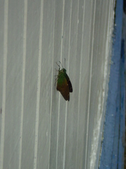 Astraptes