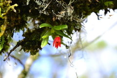 Fernandezia sanguinea