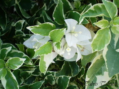 Bougainvillea