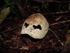 Terrapene carolina yucatana