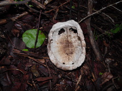 Terrapene carolina yucatana