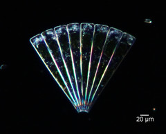 Licmophora flabellata