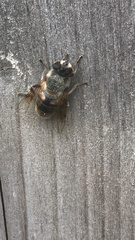 Eristalis tenax