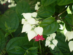 Clerodendrum thomsoniae