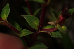 Gentiana scabrida
