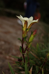 Gentiana scabrida