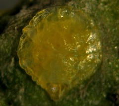 Chrysomphalus pinnulifer