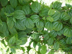 Clerodendrum thomsoniae