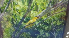 Oriolus chinensis diffusus