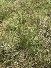 Festuca idahoensis