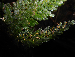 Abrodictyum elongatum