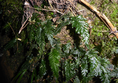 Abrodictyum elongatum