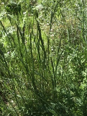Festuca idahoensis