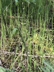 Festuca idahoensis