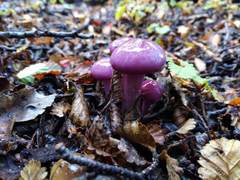 Cortinarius magellanicus